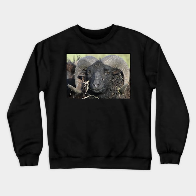 Are You Looking At Me??? Crewneck Sweatshirt by AH64D